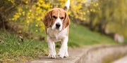 Pet Nutrition: 9 Ayurvedic Tips to Support Kidney Health Along with a Dog’s Kidney Supplement